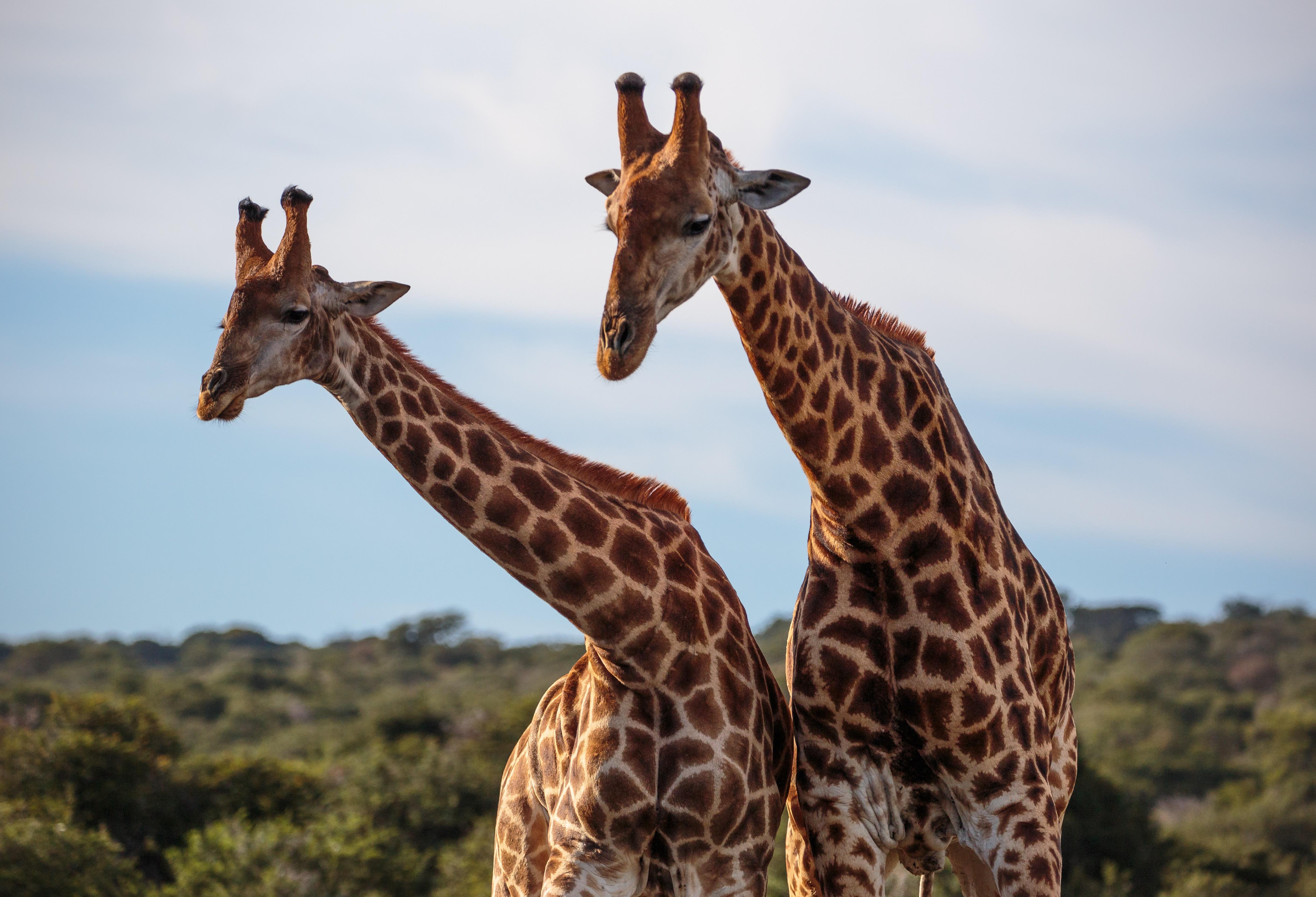 Hlosi Game Lodge - Amakhala Game Reserve Buyskloof Exterior photo