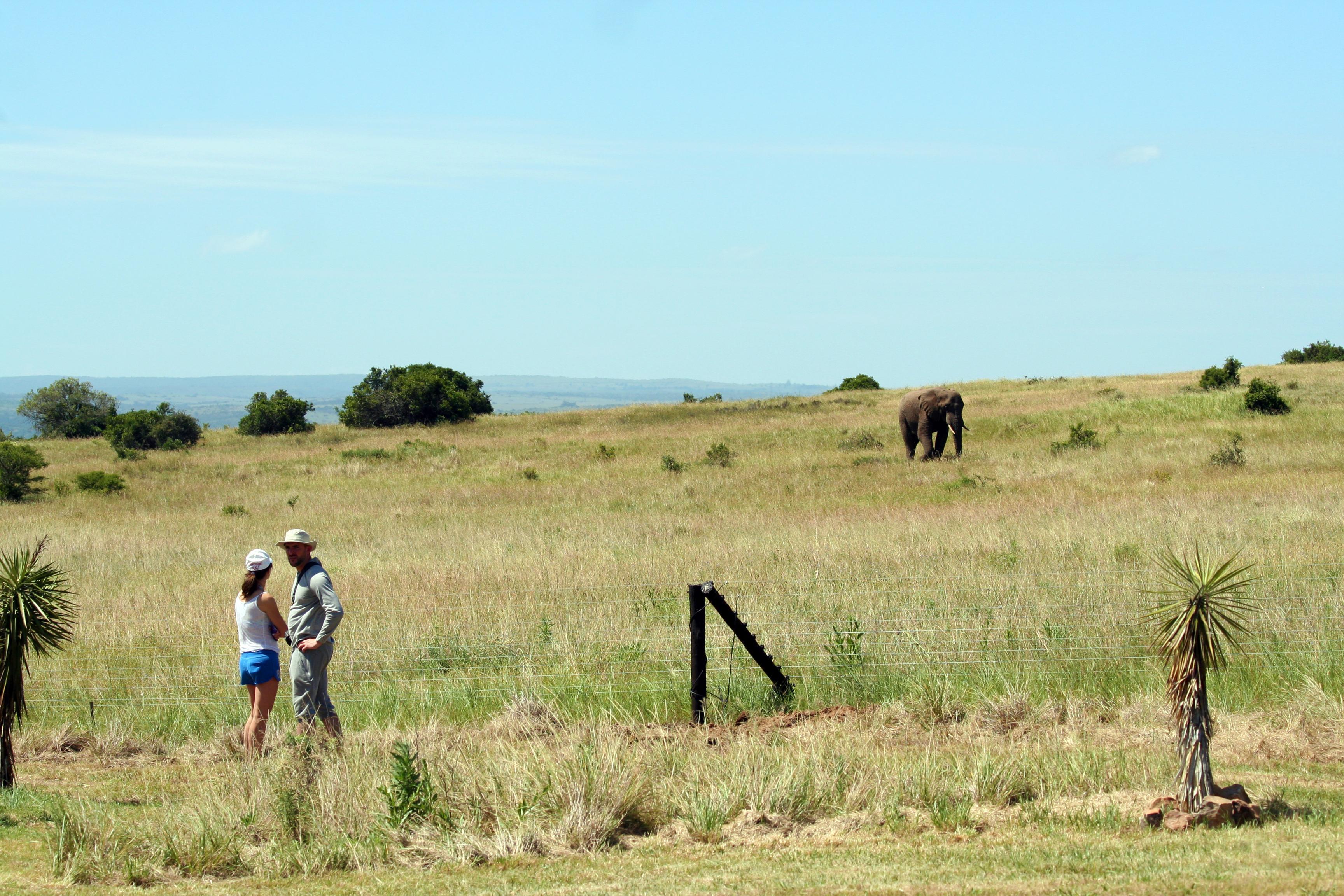 Hlosi Game Lodge - Amakhala Game Reserve Buyskloof Exterior photo