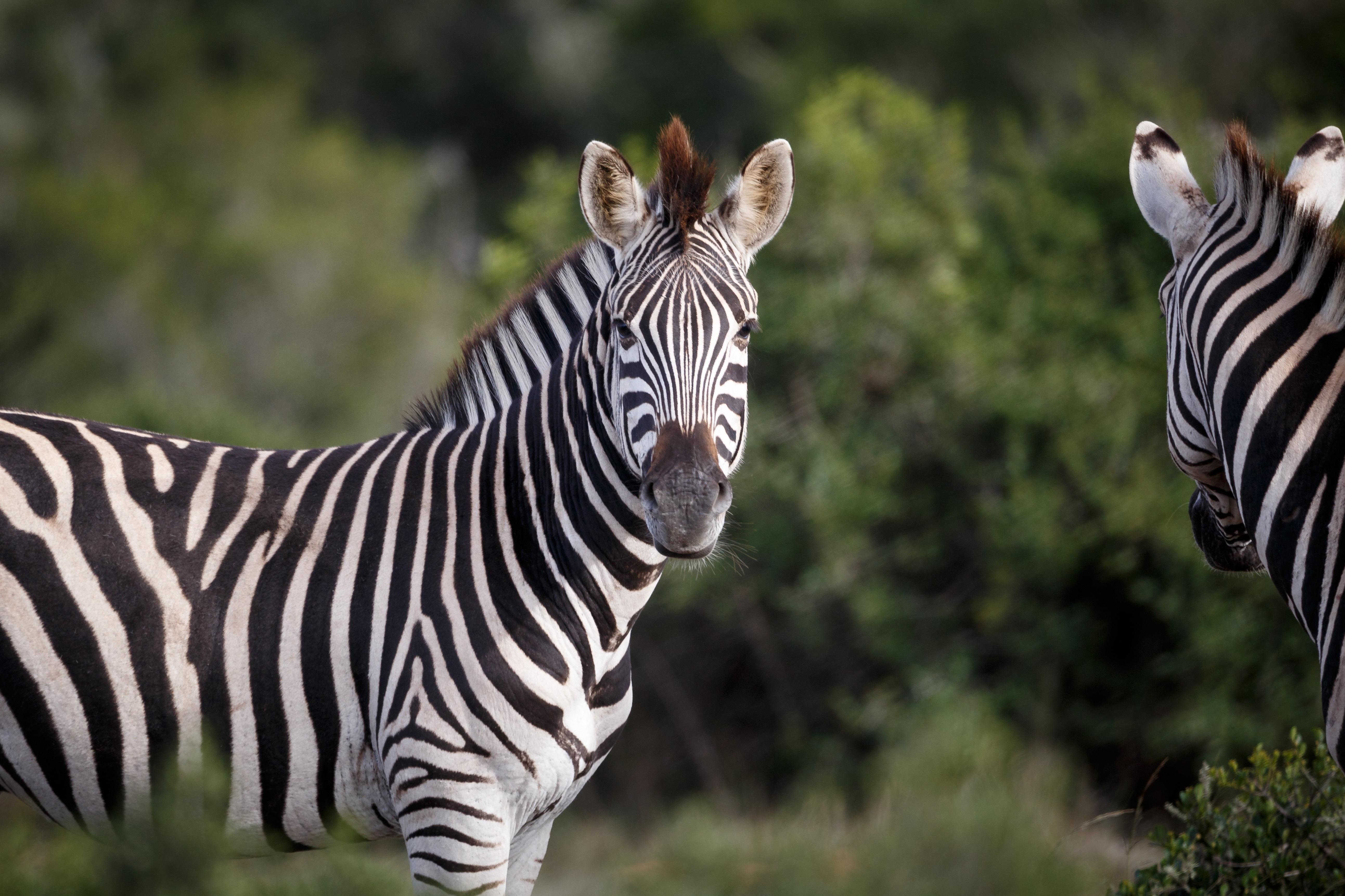 Hlosi Game Lodge - Amakhala Game Reserve Buyskloof Exterior photo