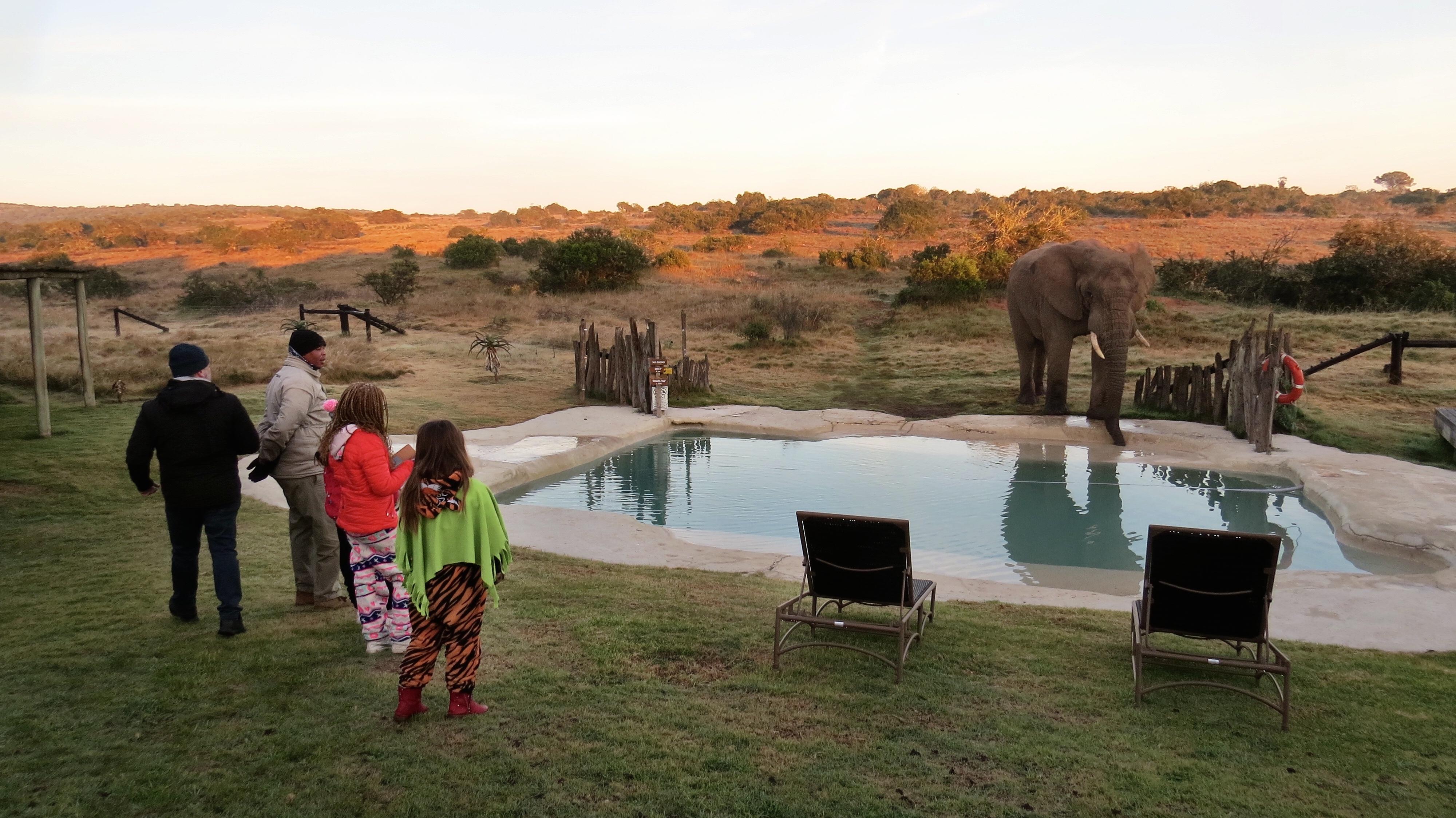 Hlosi Game Lodge - Amakhala Game Reserve Buyskloof Exterior photo