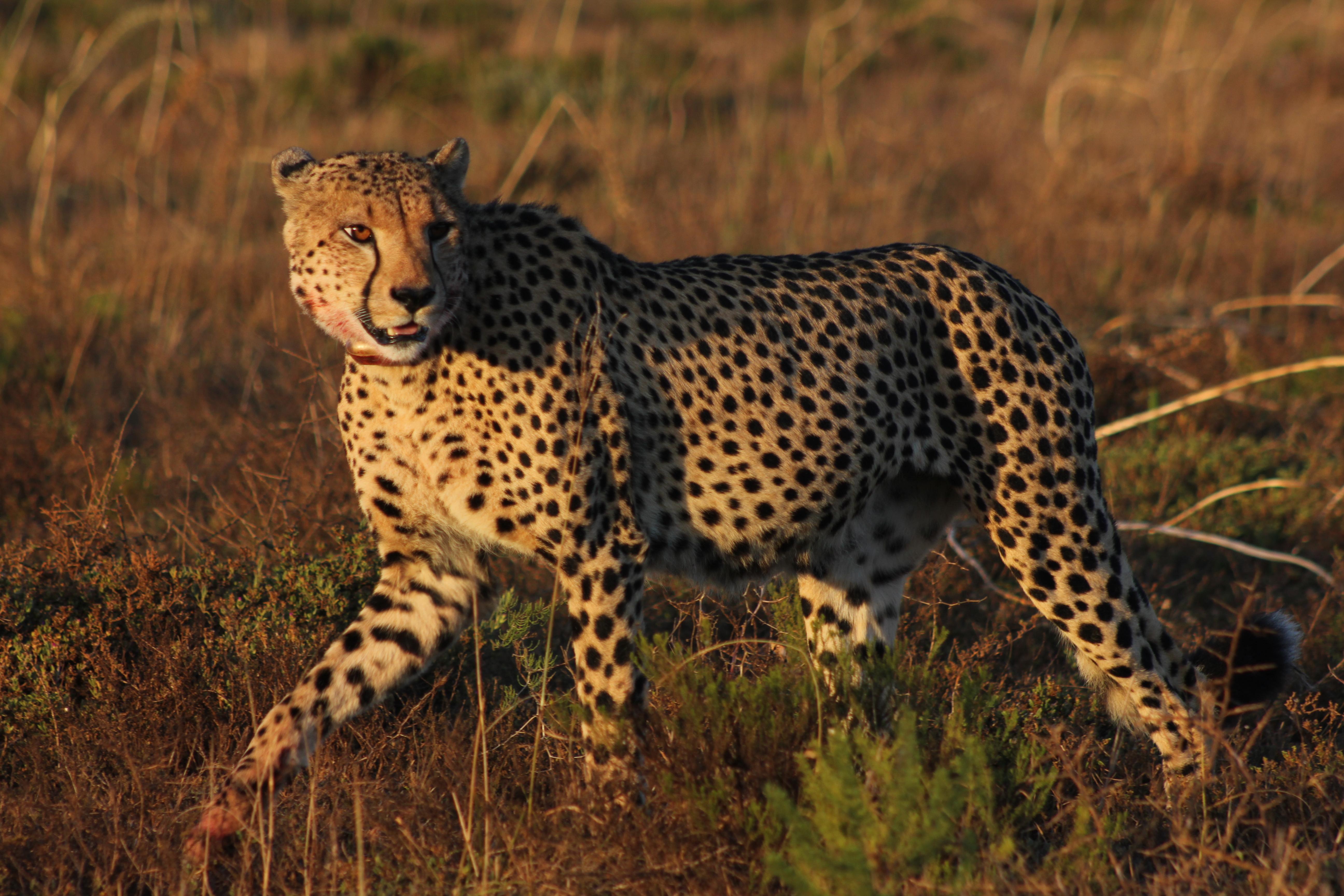 Hlosi Game Lodge - Amakhala Game Reserve Buyskloof Exterior photo