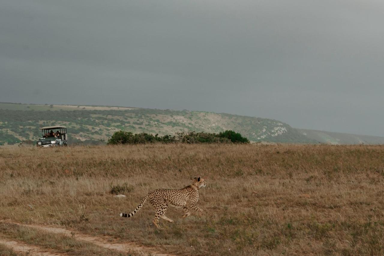 Hlosi Game Lodge - Amakhala Game Reserve Buyskloof Exterior photo